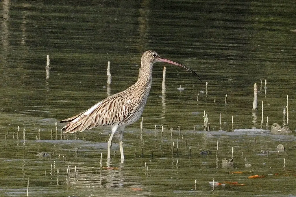 Eurasian Curlew