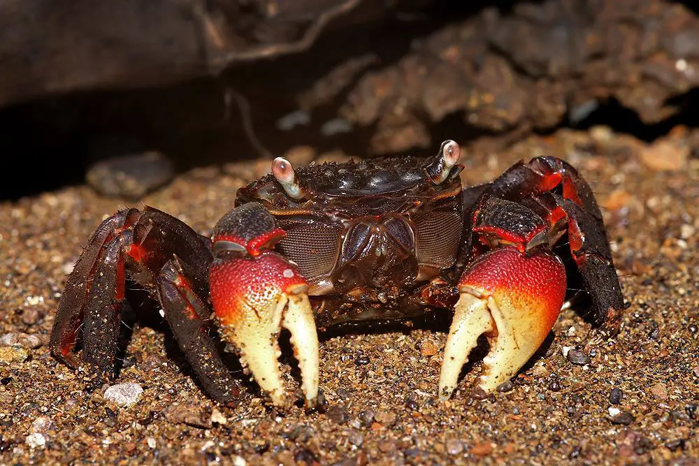 Mangrove Crab