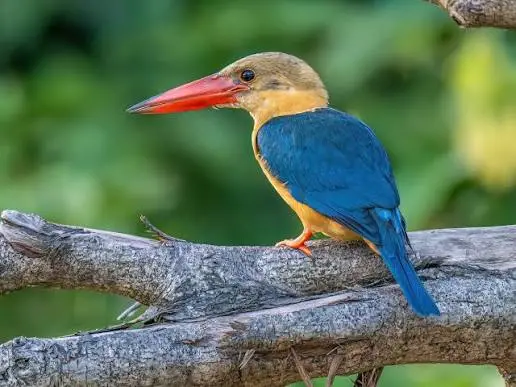 Stork-billed Kingfisher