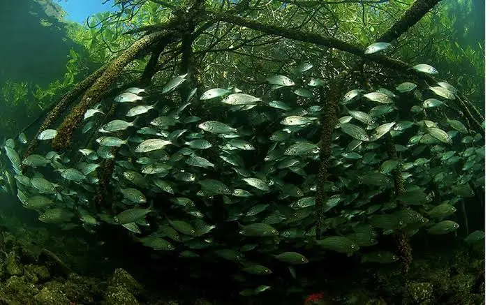 Reef Fish