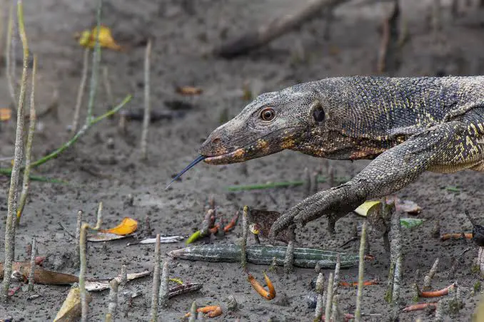 Water Monitor Lizard
