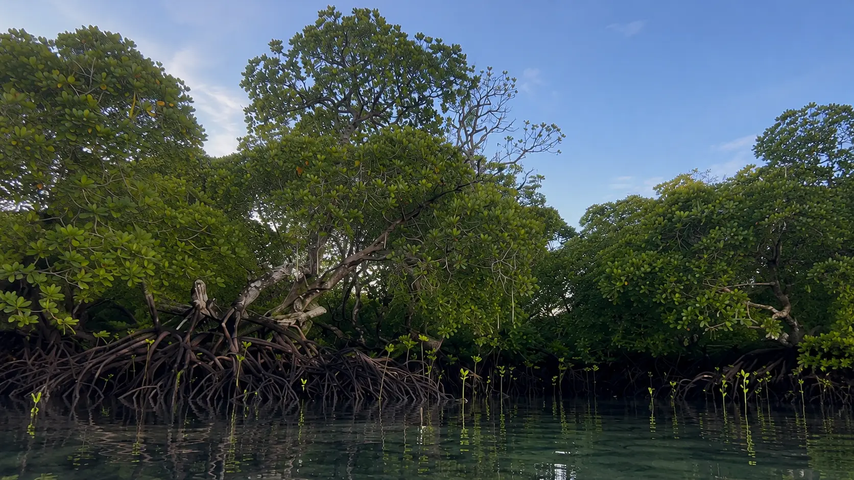Mangrove ecosystem
